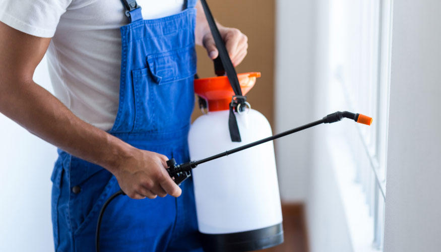 مكافحة البق