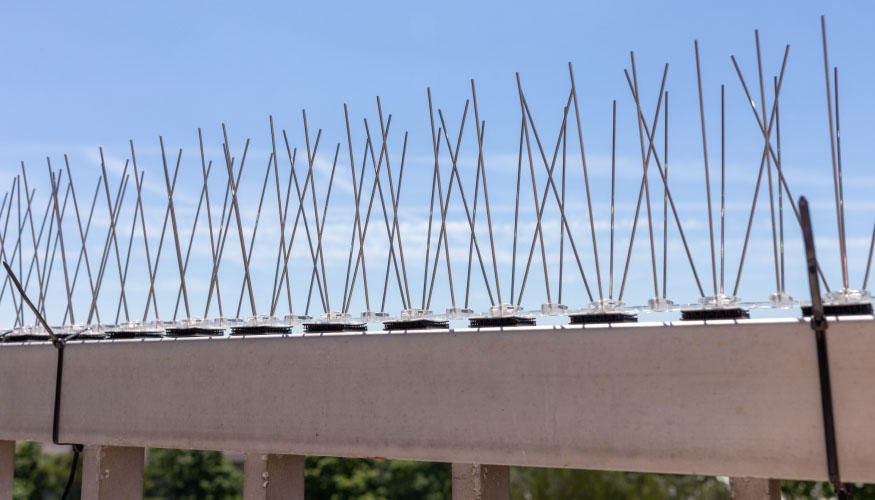 مكافحة الحمام