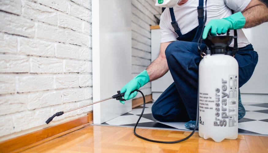 مكافحة البق