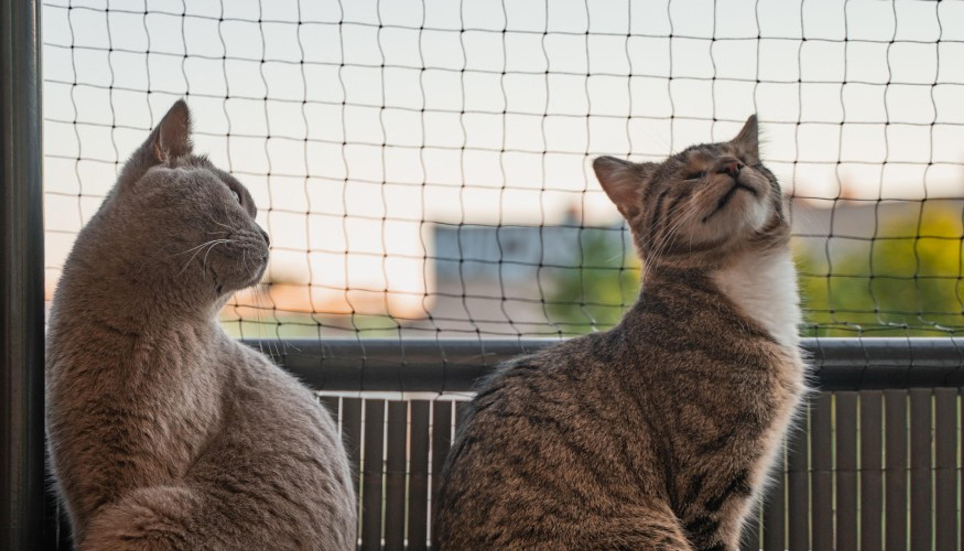 2124 Kedi Teli Firması hazır.