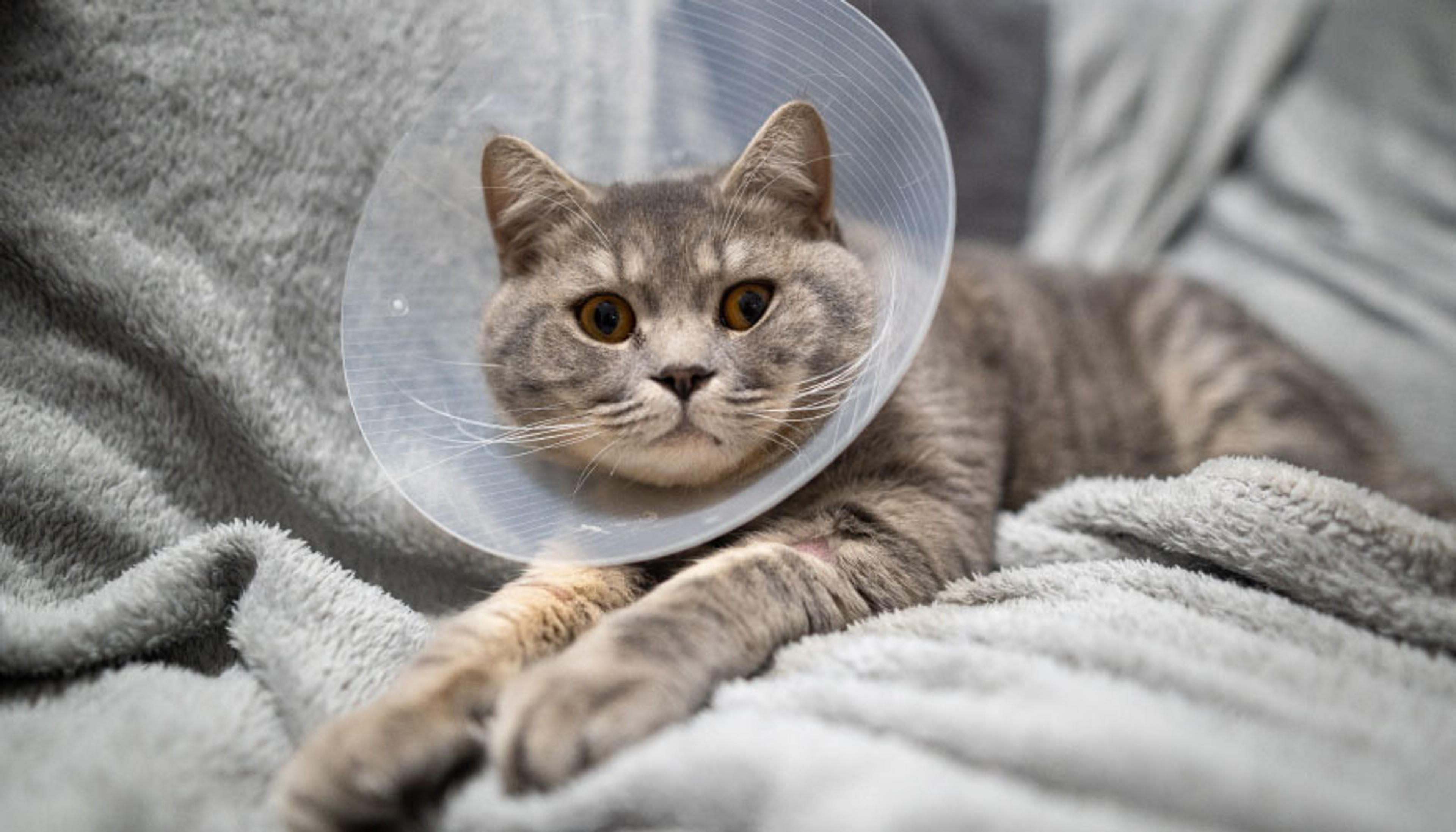 Kedi Kısırlaştırma