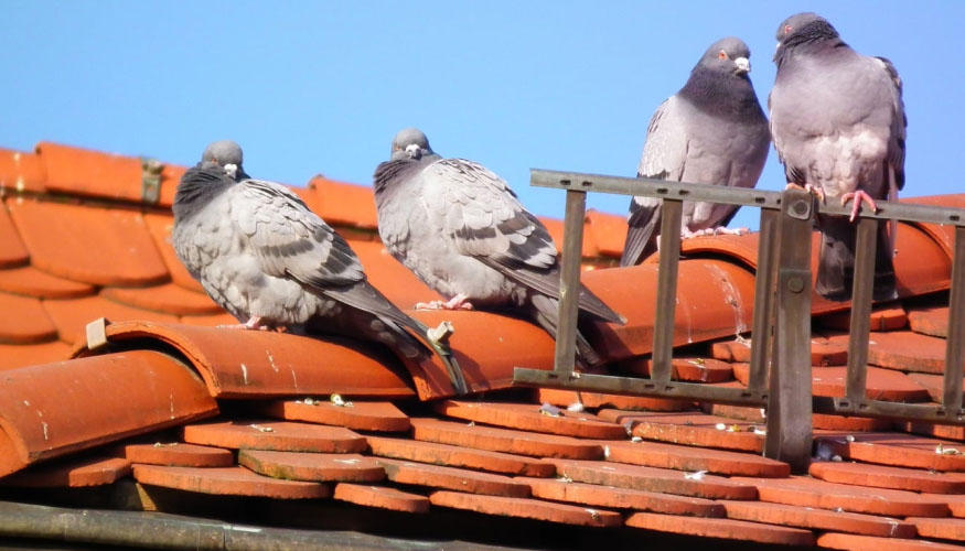 Taubenschutz