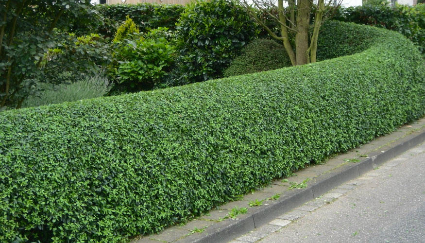 Baum Schneiden
