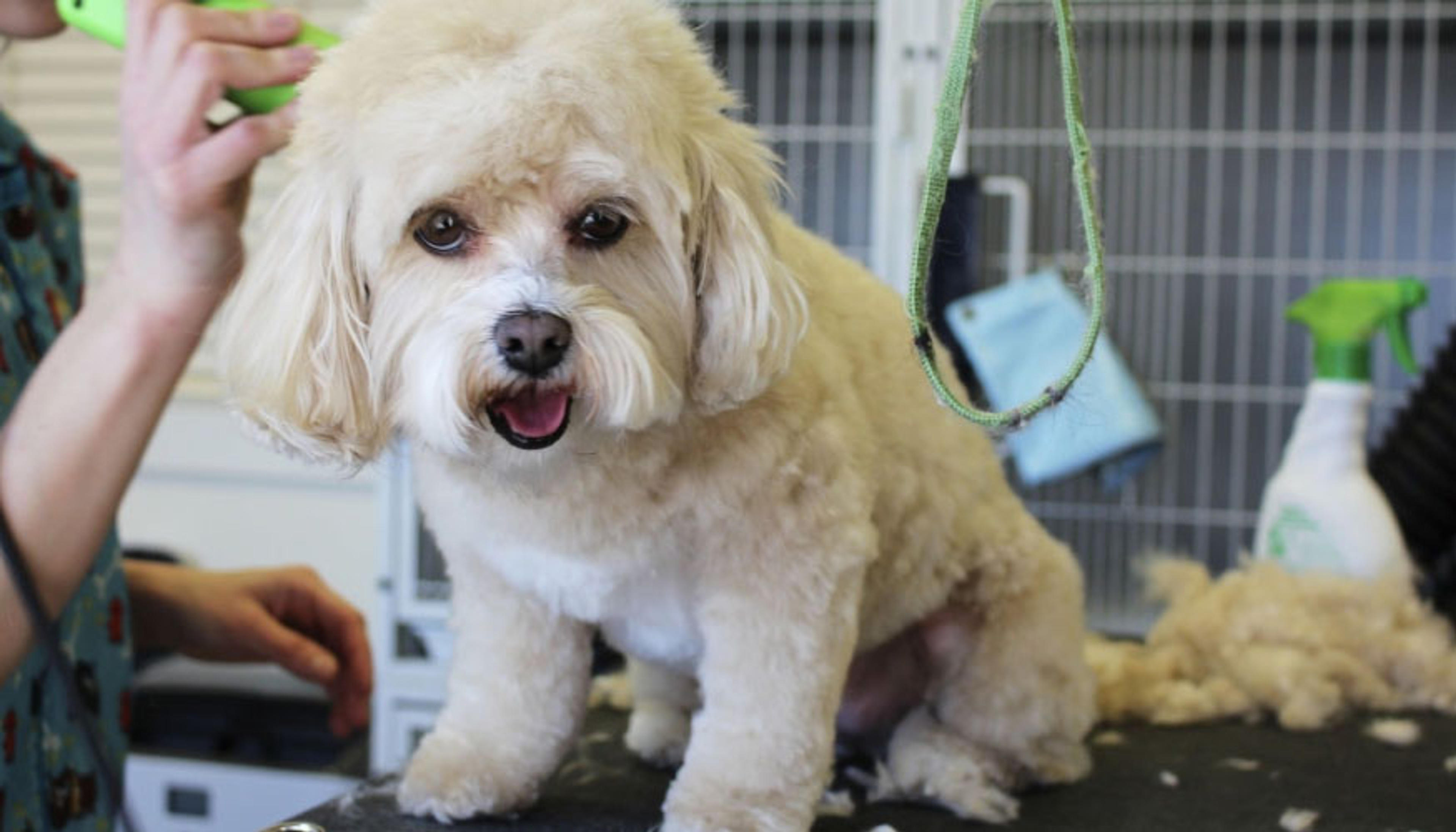 Hundefriseur