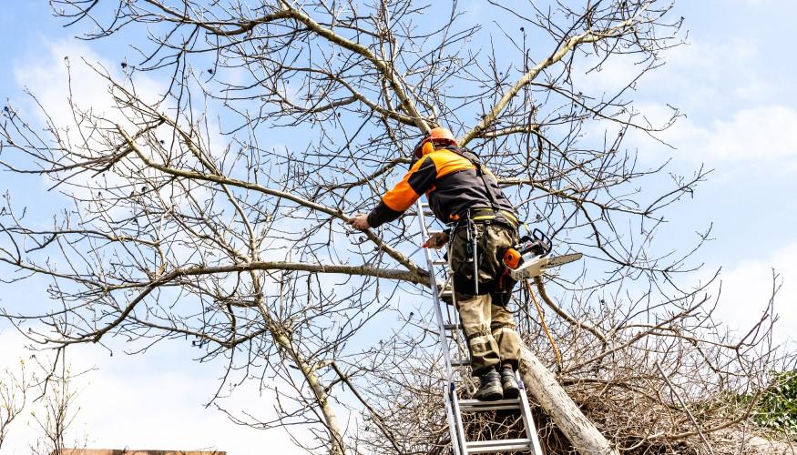 Tree Maintenance