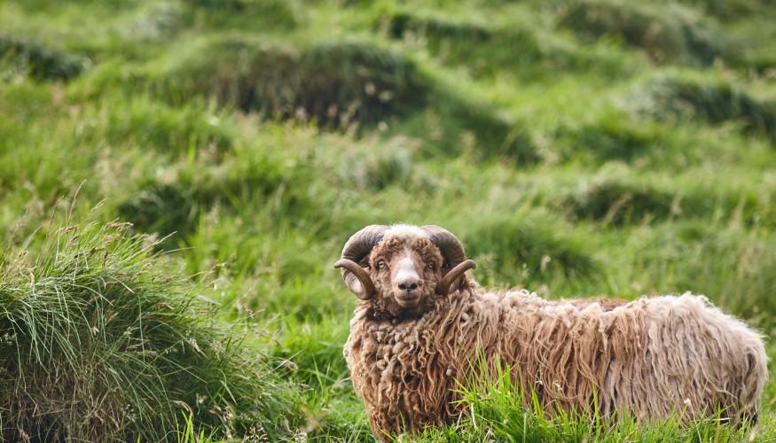 Tierfotograf