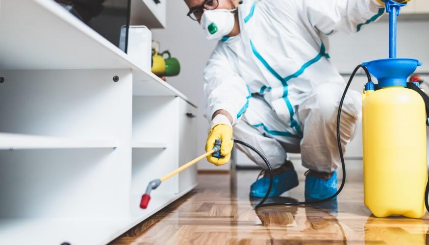 Bettwanzen Kammerjäger