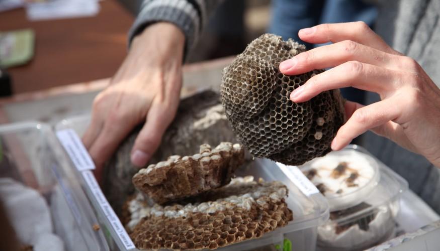 Wespennest Entfernen