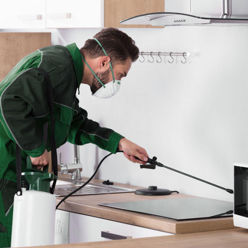 Disinfestazione Topi