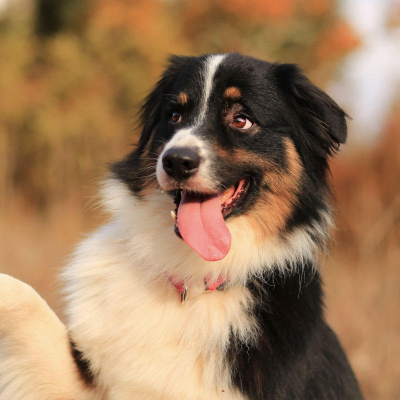 Hundetraining