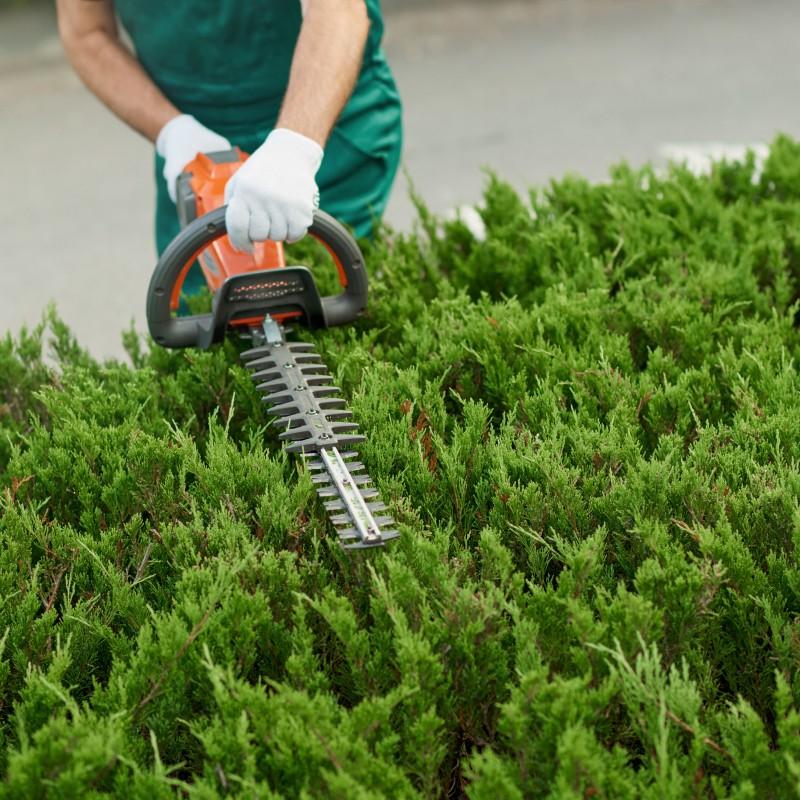 Hecke Schneiden