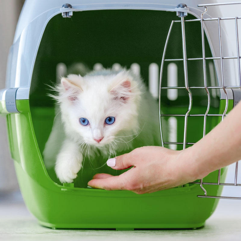 Kedi Taşımacılığı