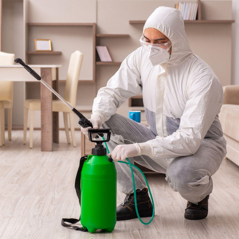 Tahta Kurusu İlaçlama