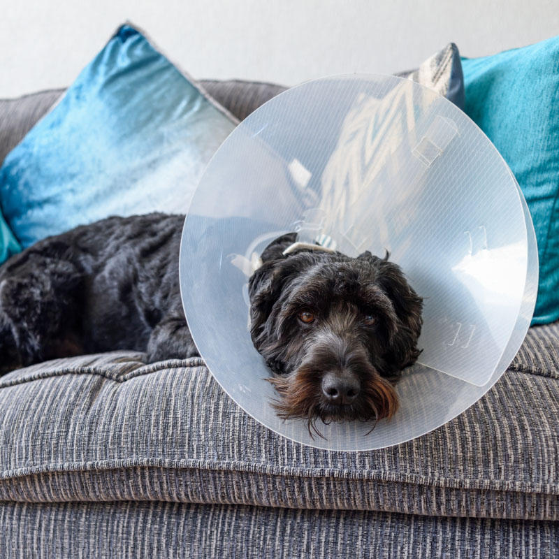 Köpek Kısırlaştırma