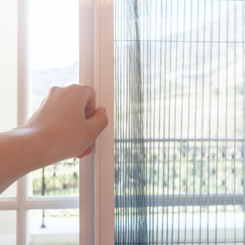 Pileli Pencere Sinekliği