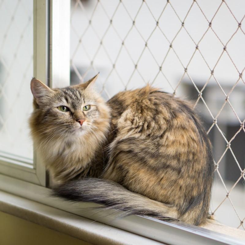 Kedi Pencere Sinekliği
