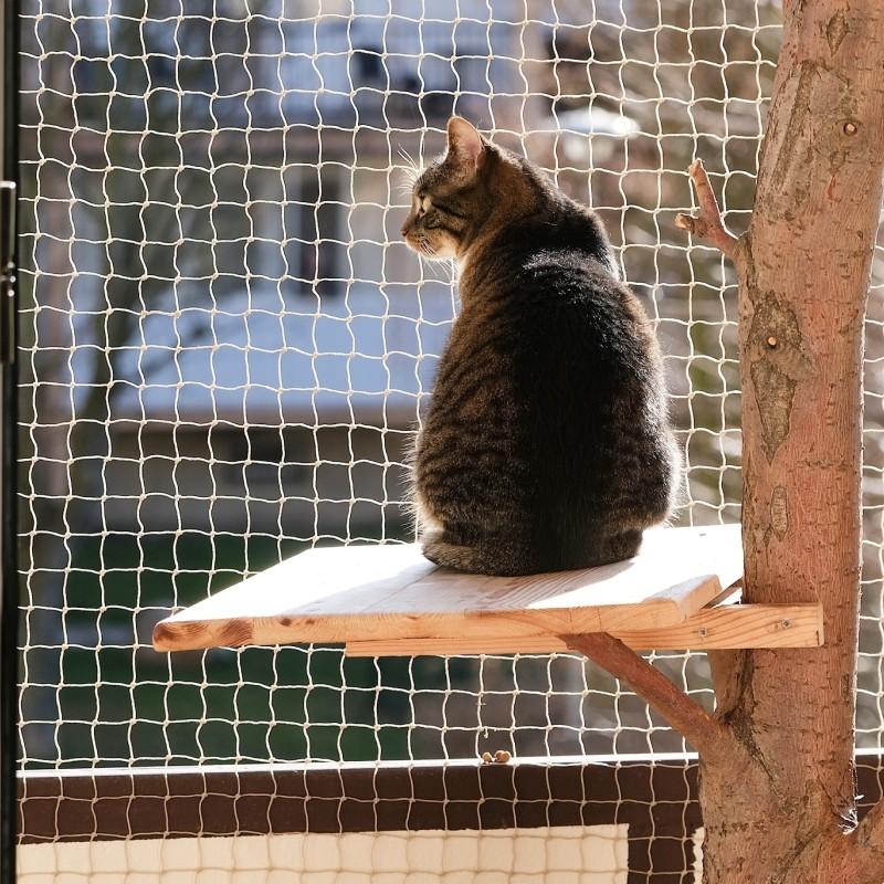 Kedi Kapı Sinekliği