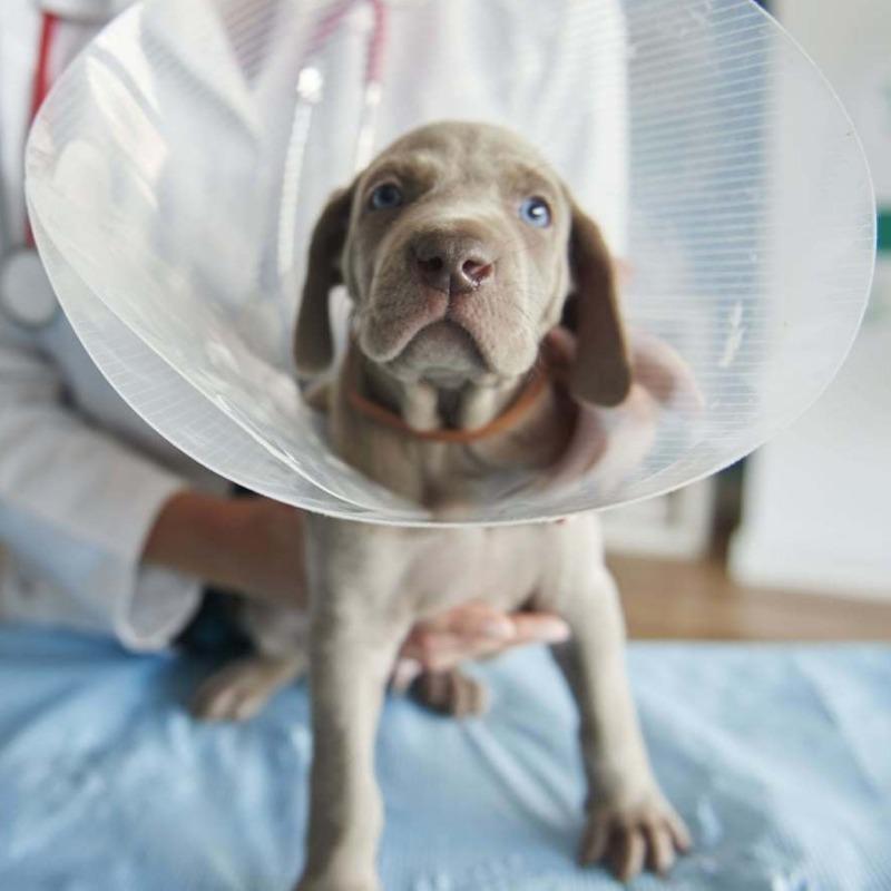 Vétérinaire de Garde