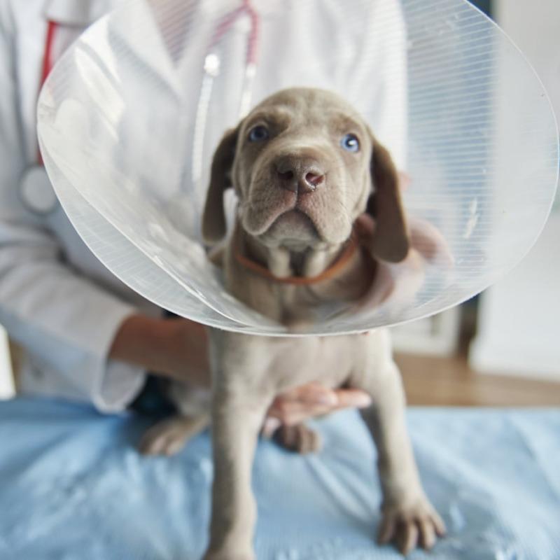 Vétérinaire Homéopathe