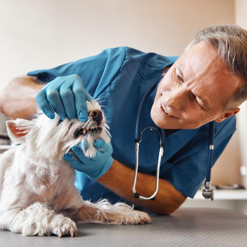 Institut vétérinaire