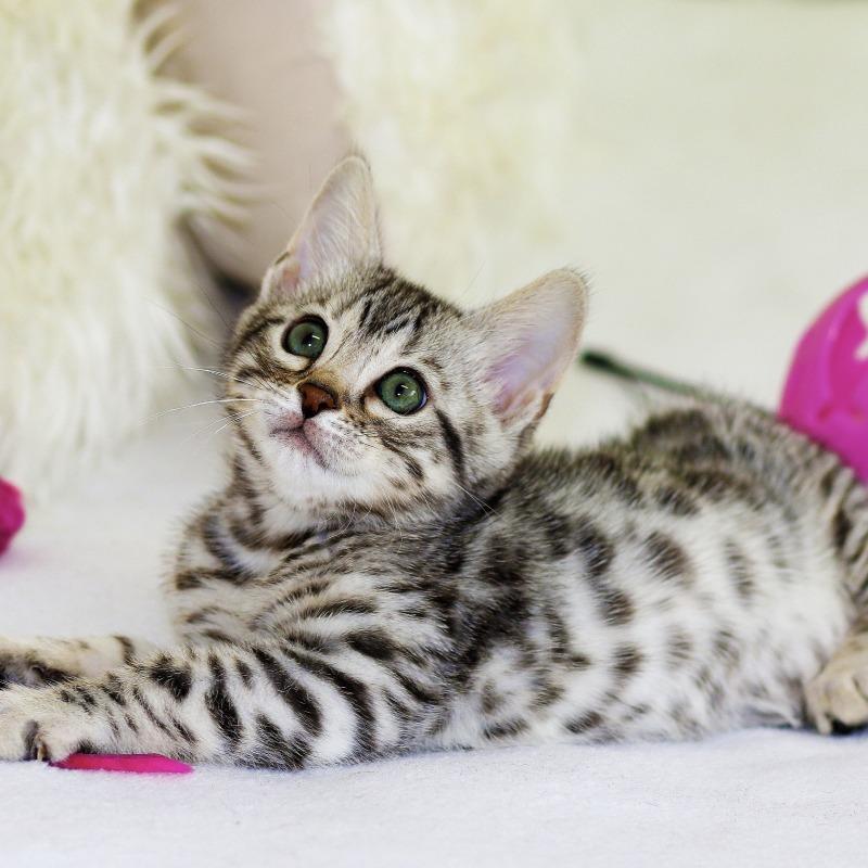 Comportementaliste pour chat