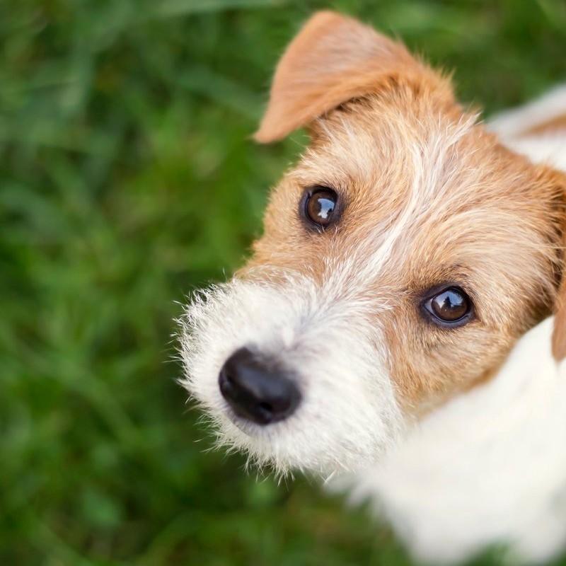 Adiestramiento Canino