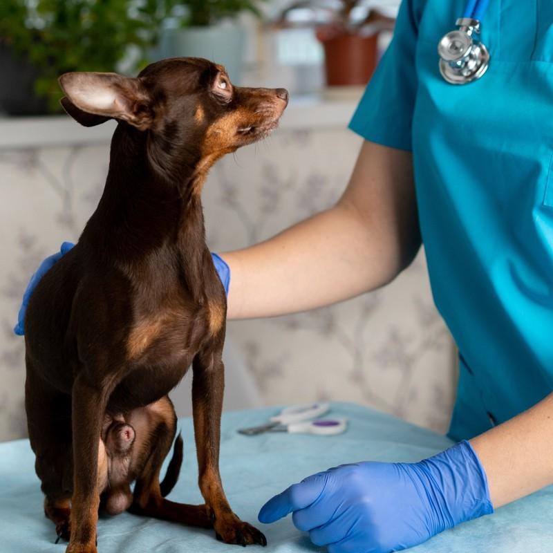 Veterinario a Domicilio