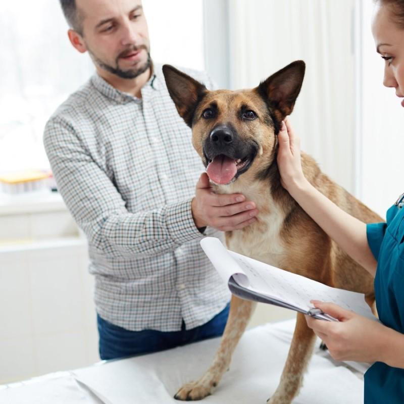 Clínica veterinaria 24 horas