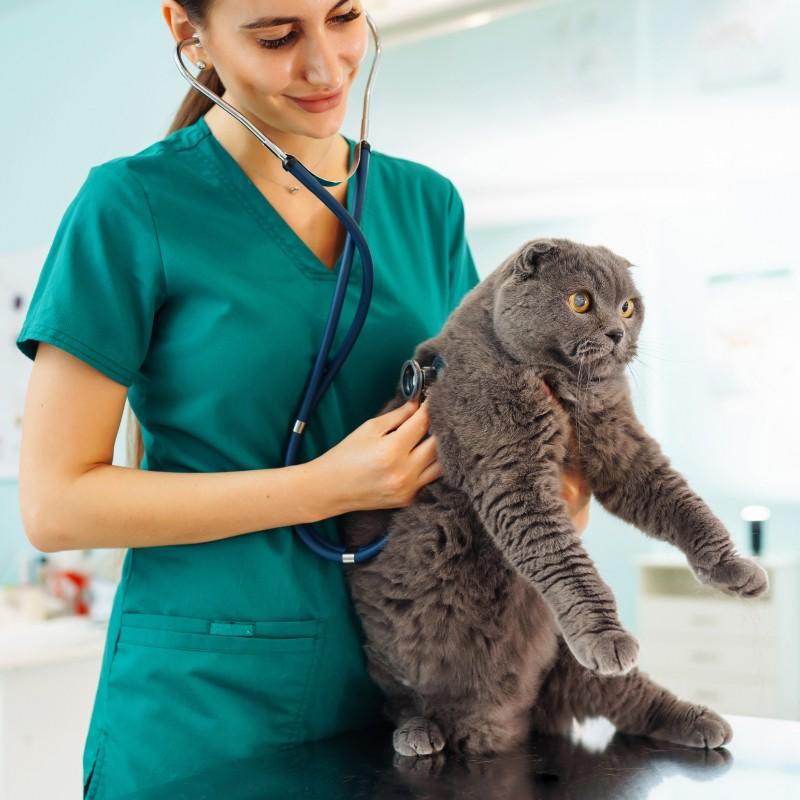 Hospital Veterinario