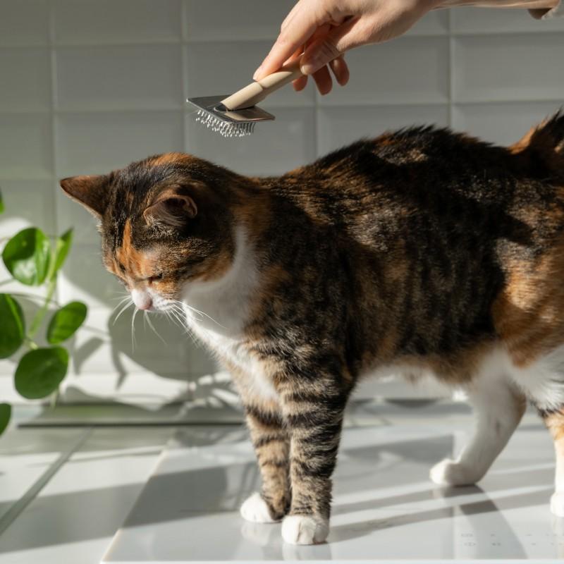 Peluquería de Gatos