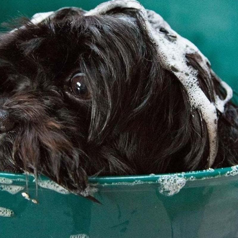 Peluquería Canina a Domicilio