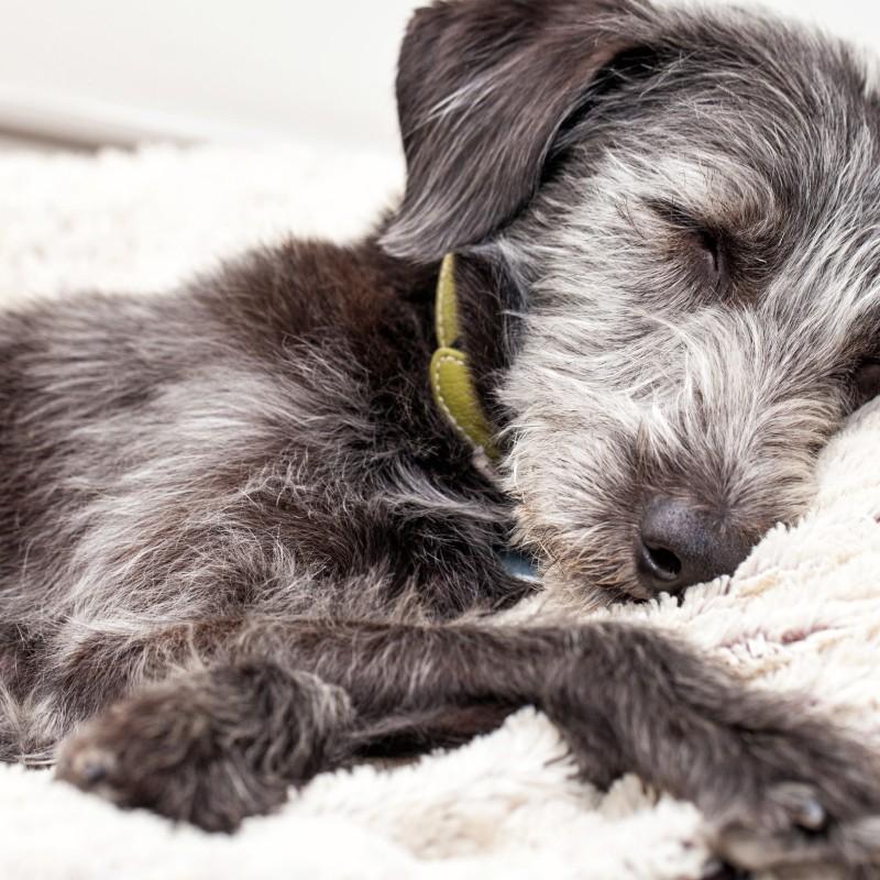 Residencia de Mascotas