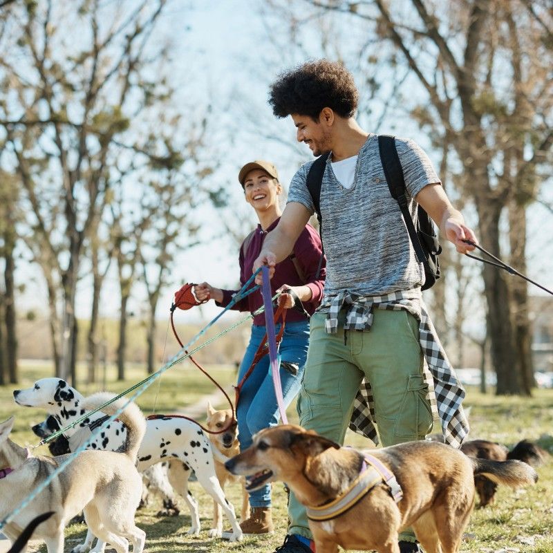 Paseador de perros