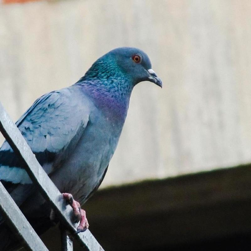 Disinfestazione Piccioni