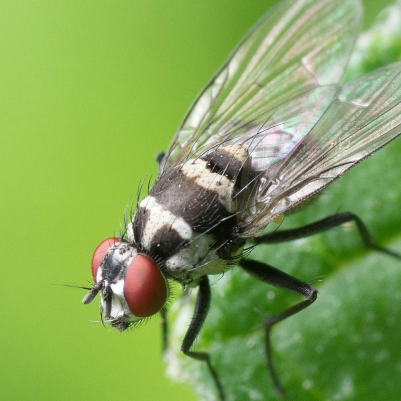 Allontanamento Volatili