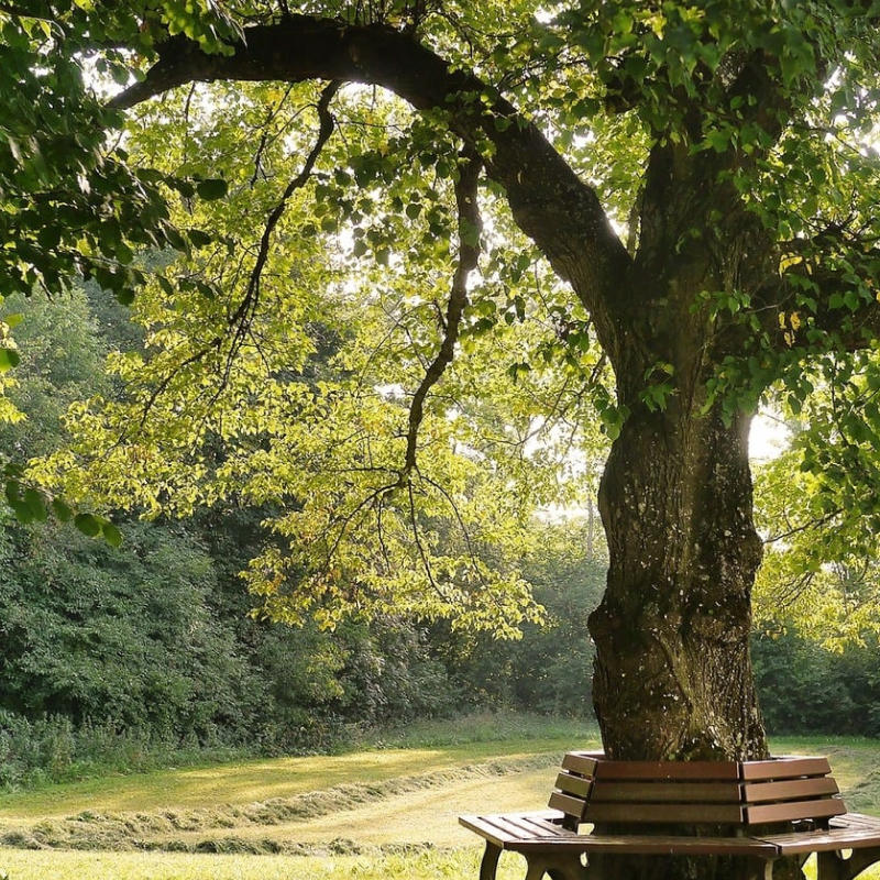 Manutenzione Aree Verdi