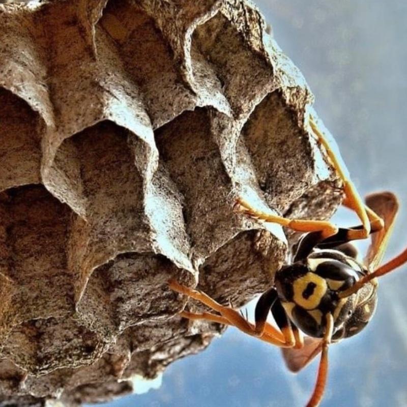 Disinfestazione Vespe
