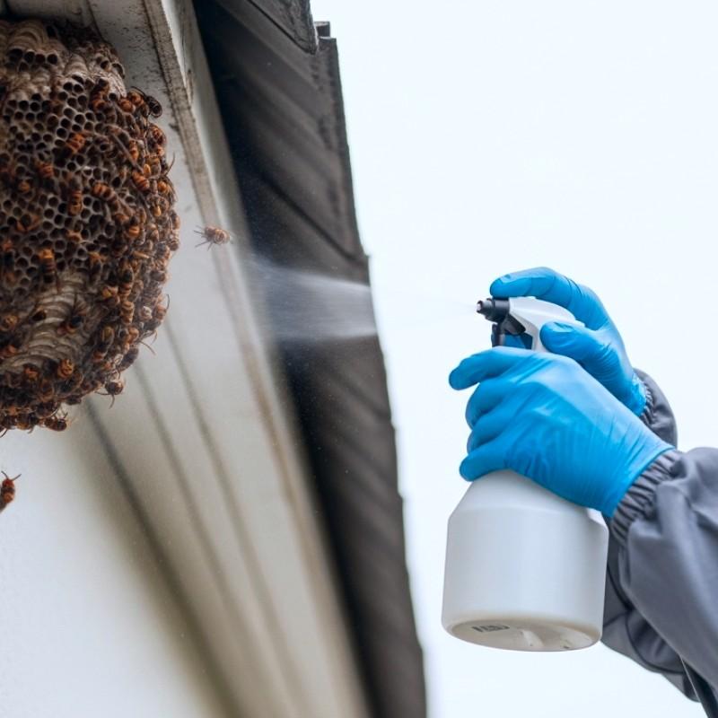 Disinfestazione Calabroni