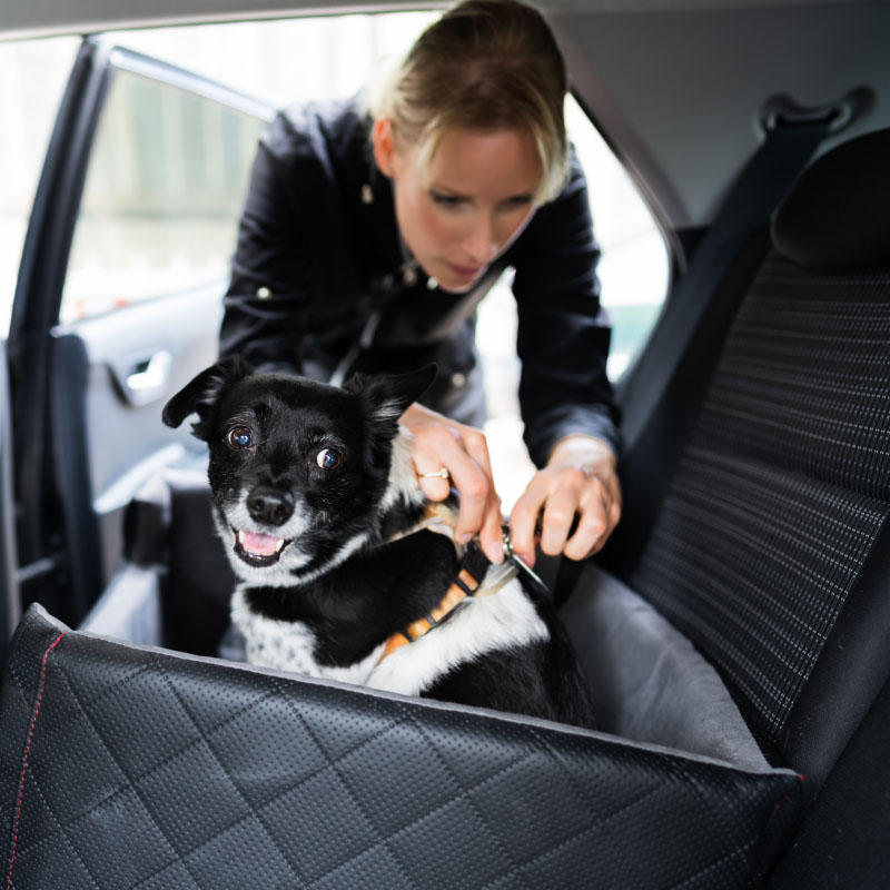 Köpek Taşımacılığı