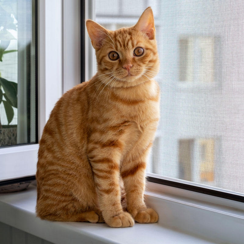 Zanzariera Anti Gatto