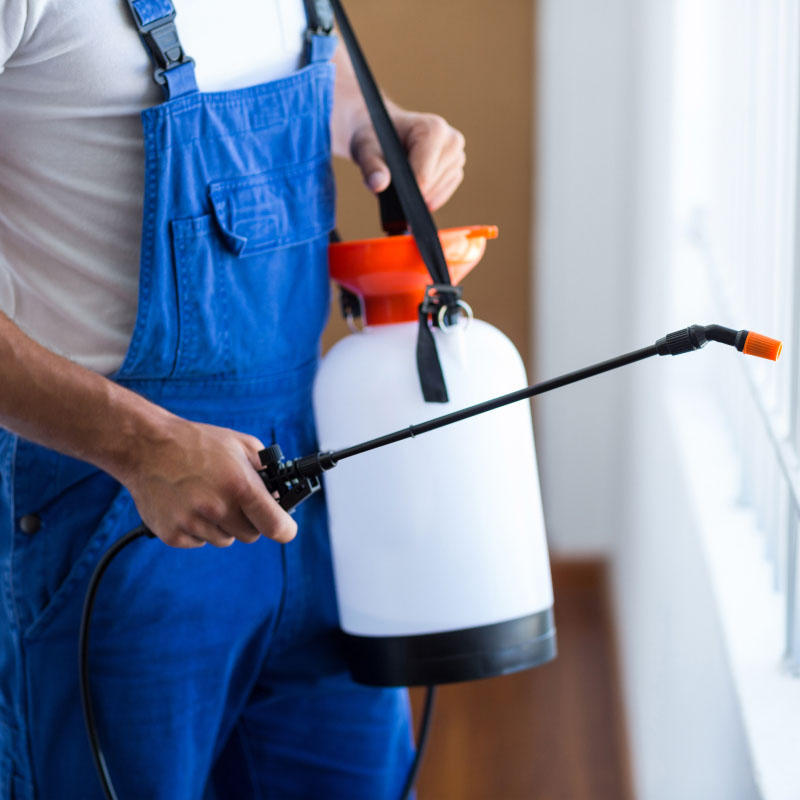 مكافحة البق