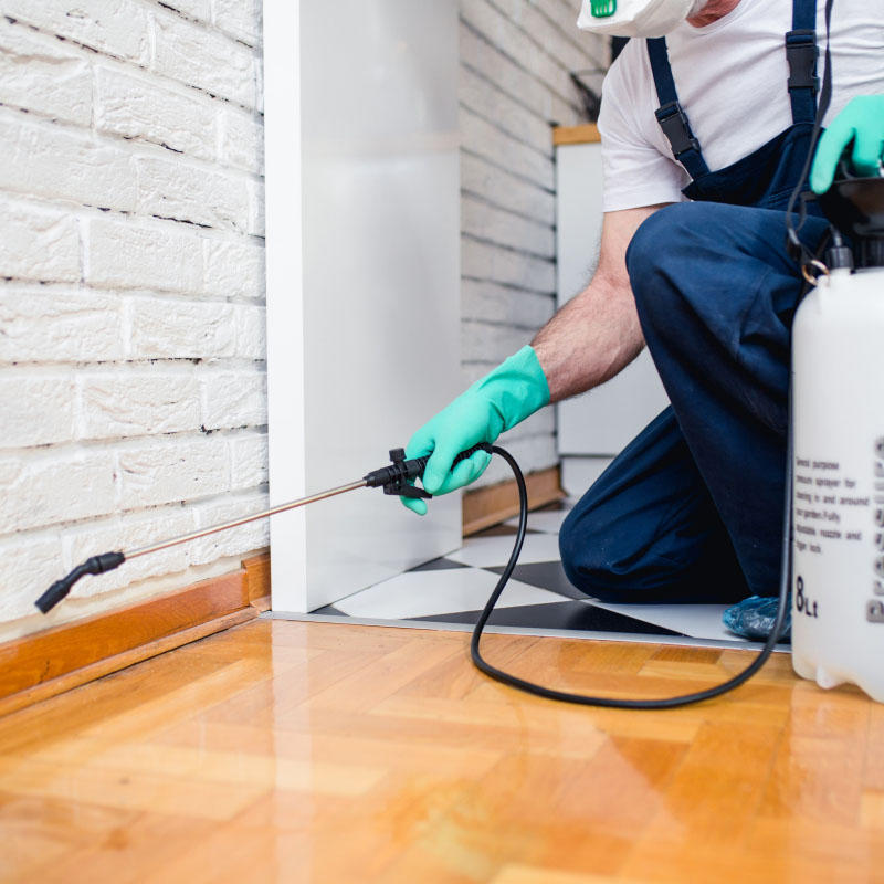 مكافحة البق