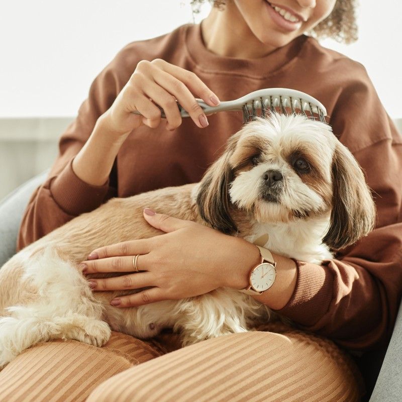 Evde Köpek Bakımı