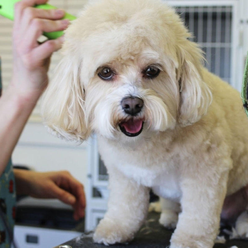Hundefriseur