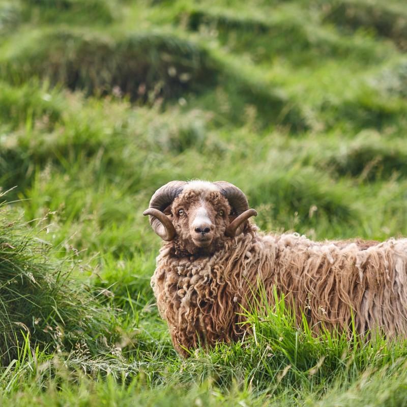 Tierfotograf