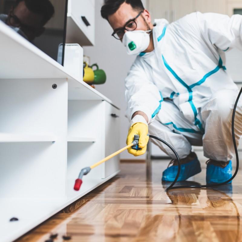 Bettwanzen Kammerjäger