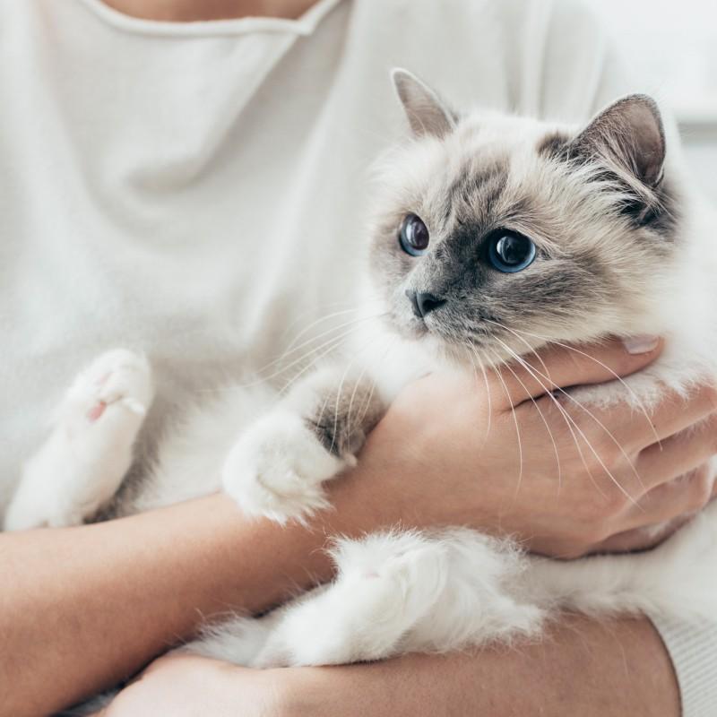 Katzensitting